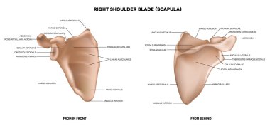 Shoulder blade (scapula) clipart