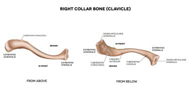 Clavicle (collar bone) clipart