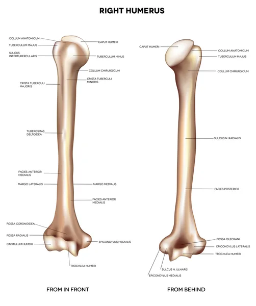 Humerus- upper arm bone — Stock Vector