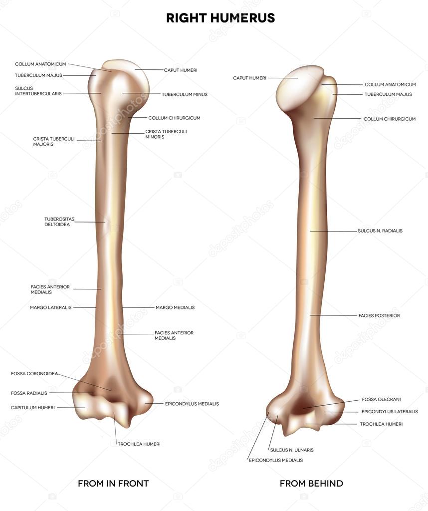 Humerus- upper arm bone