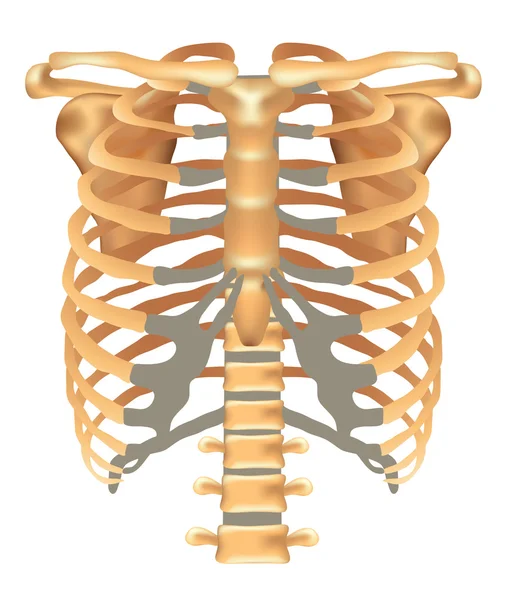 Thorax-revben, bröstben, nyckelbenet, skulderblad, kotpelare — Stock vektor