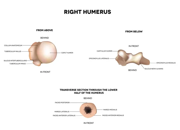 Humerus- upper arm bone, from above, below, transverse section — Stock Illustration Humerus- upper arm bone, from above, below, transverse section Royalty Free Stock Illustrations