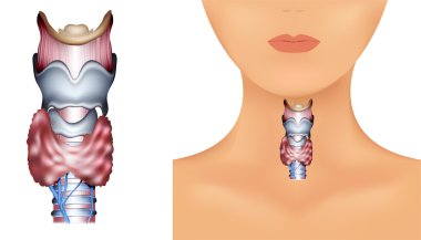 Anatomy of Thyroid gland clipart