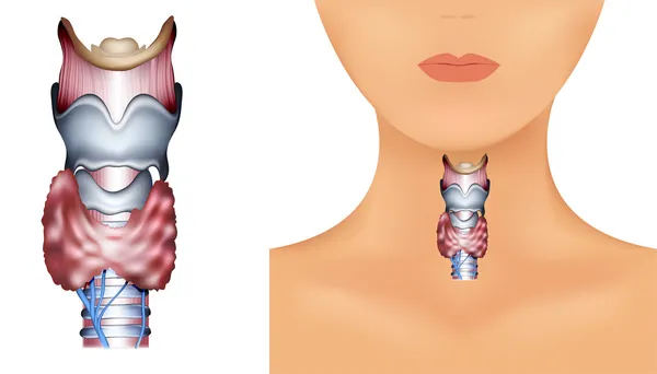 甲状腺の解剖図 — ストックベクタ