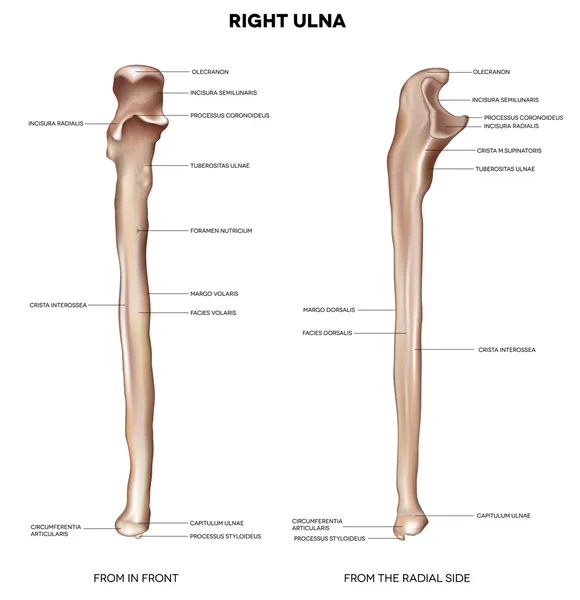 Ulna- dal lato anteriore e radiale — Vettoriale Stock