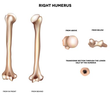 pazı kemiği anatomisi
