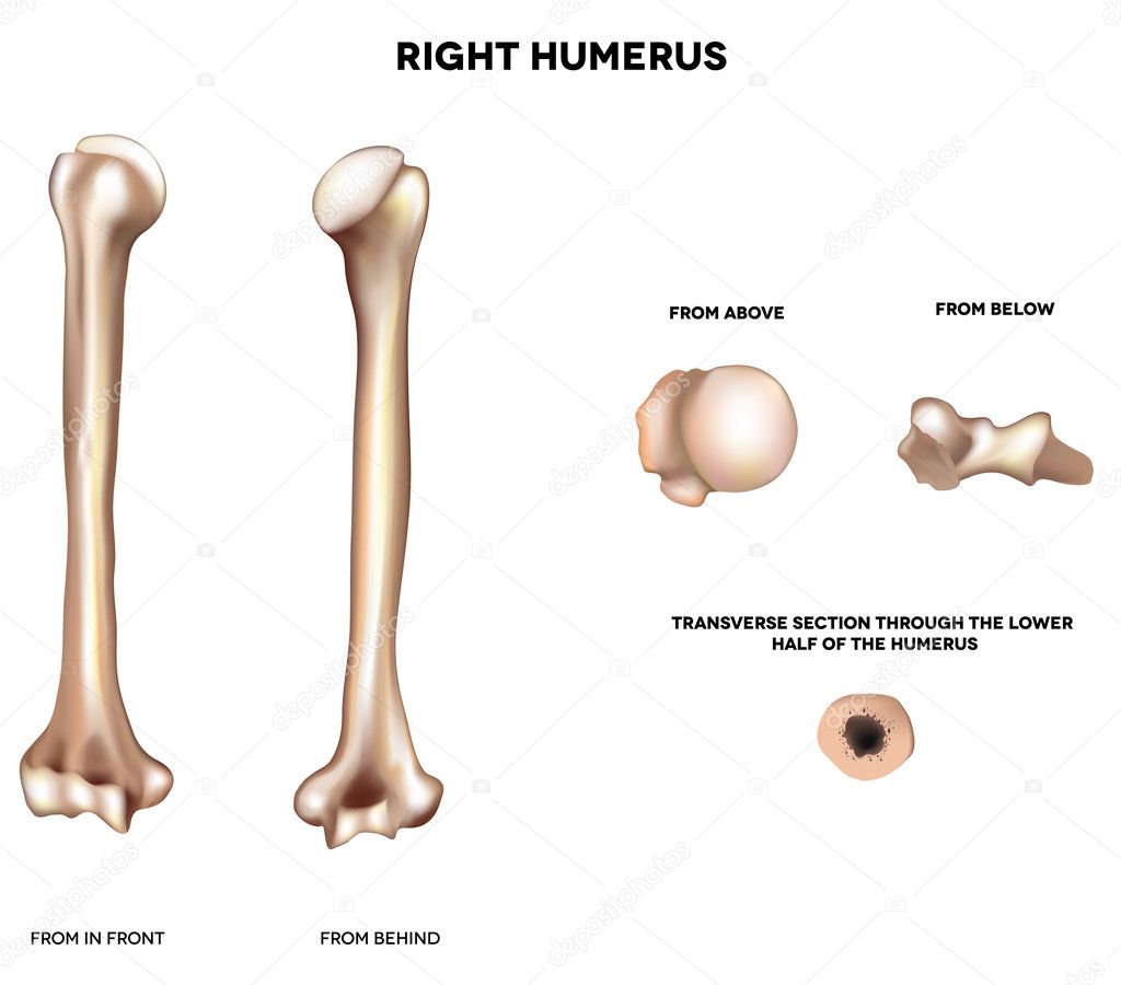 Anatomy of humerus