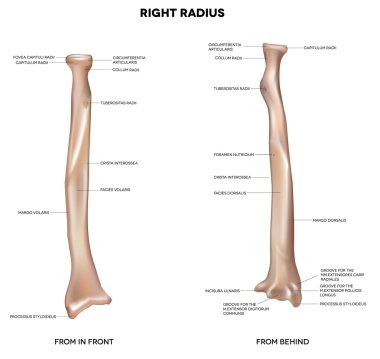 Human right radius, bone clipart