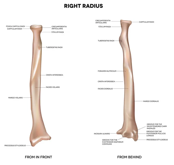 Human right radius, bone — Stock Vector