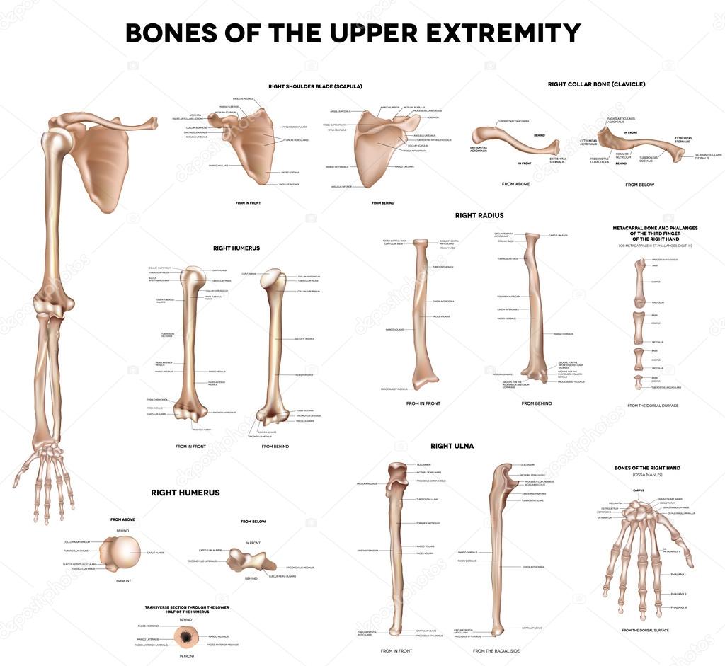 Bones of the upper extremity