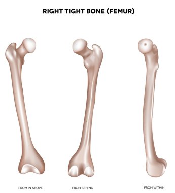 Tight bone- Femur clipart