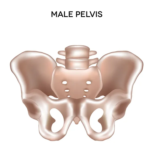 Pélvis masculina — Vetor de Stock