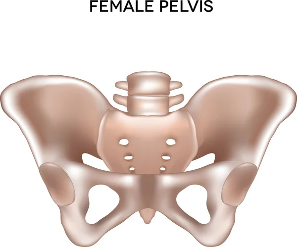 Female pelvis — Stock Vector