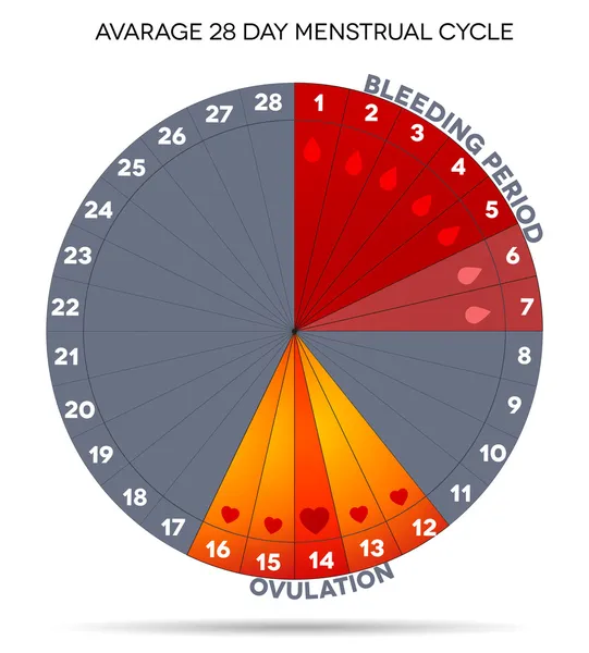 Ciclo menstrual — Archivo Imágenes Vectoriales