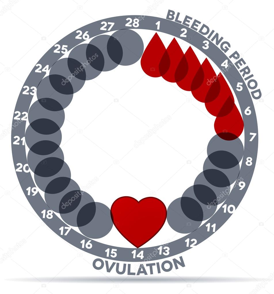 Menstrual cycle