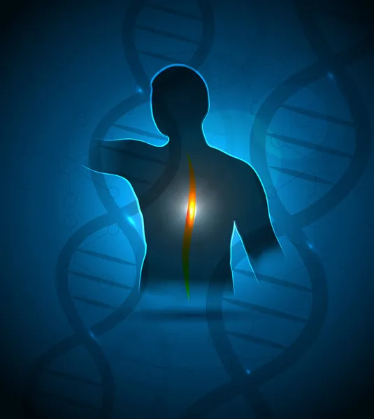 Human back, DNA — Stock Vector