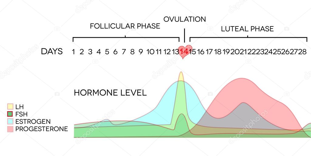 Female hormone level