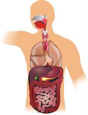 İnsan Anatomisi