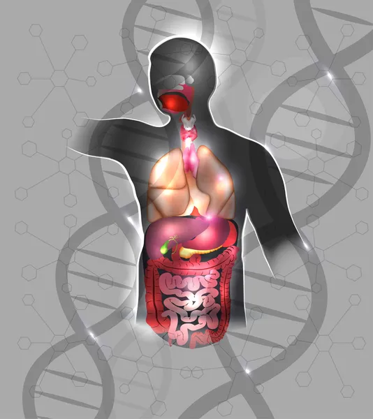 Anatomia umana — Vettoriale Stock