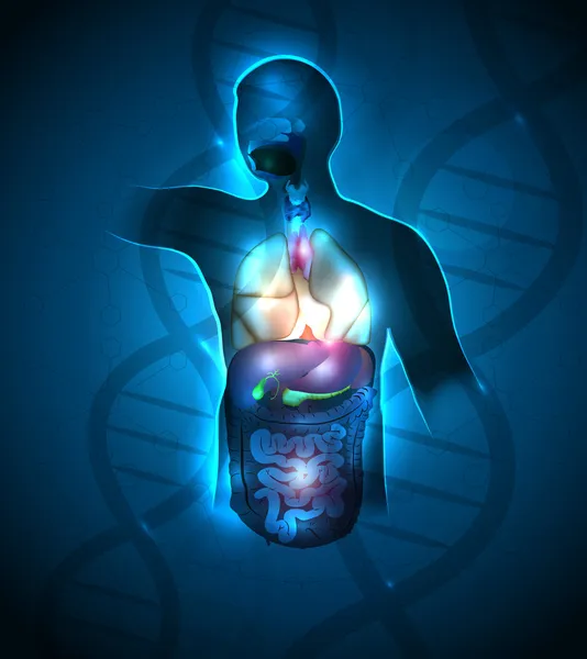 Detaillierte menschliche Anatomie — Stockvektor