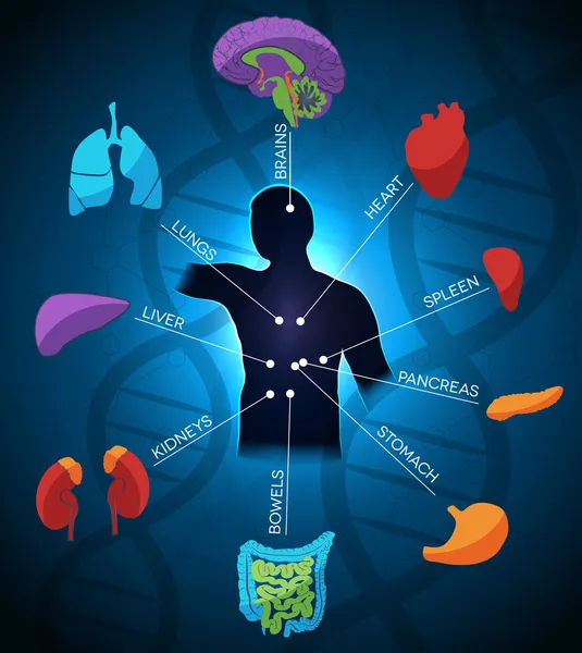 Menschliche Anatomie buntes und helles Design — Stockvektor