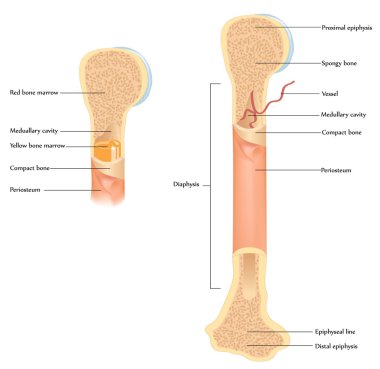 insan kemiği anatomisi.
