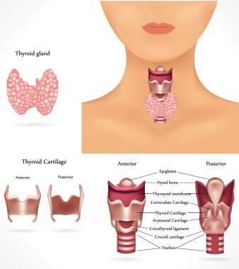 Thyroid gland, epiglottis, trachea. Detailed anatomy. clipart