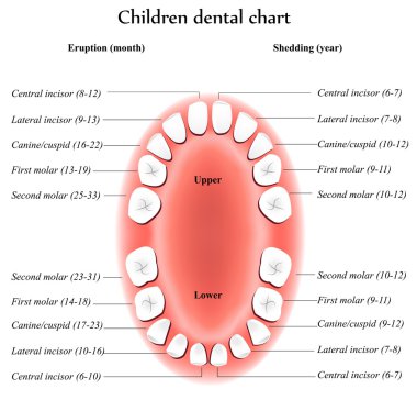 çocuk diş anatomisi.