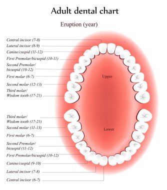 Yetişkin diş anatomisi.