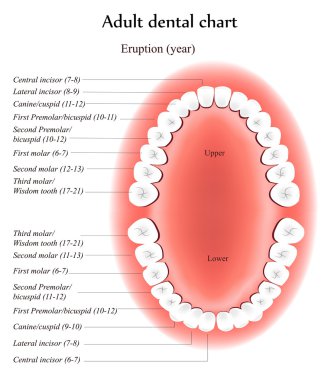 Adult Teeth anatomy. clipart