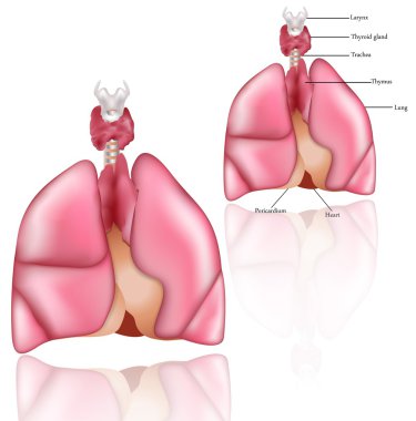 Lungs, Thymus, larynx, thyroid gland and pericardium clipart