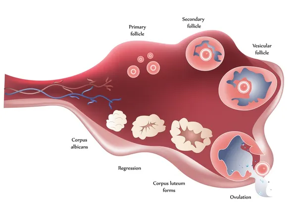 Female Ovary. Showing ovulation step by step. — Stock Vector