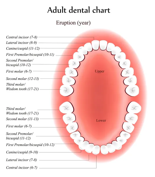 Vuxen tänder anatomi. — Stock vektor