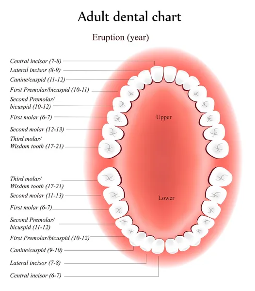 Yetişkin diş anatomisi. — Stok Vektör