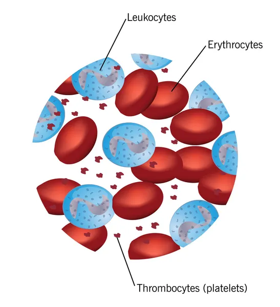Blodkroppar: erytrocyter, trombocyter och leukocyter — Stock vektor