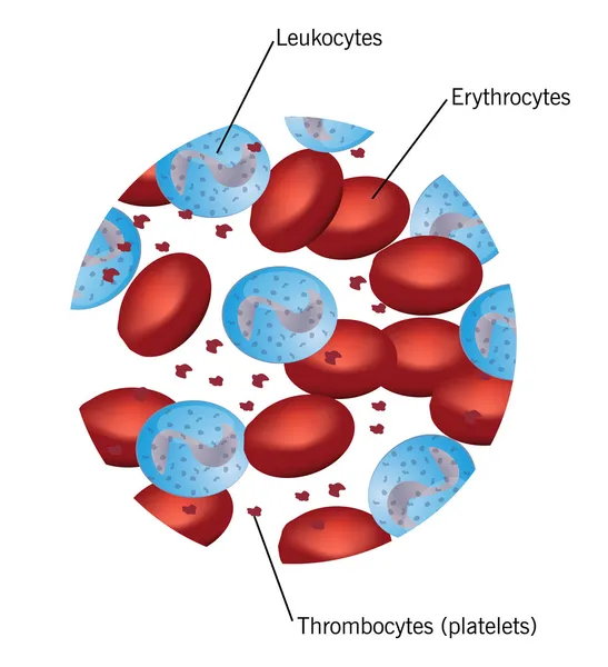 Sel darah: sel merah, trombosit dan leukosit - Stok Vektor