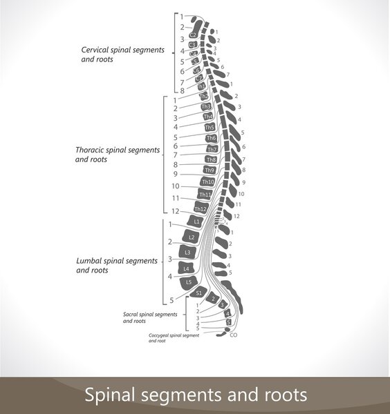 Спинальные сегменты и корни
