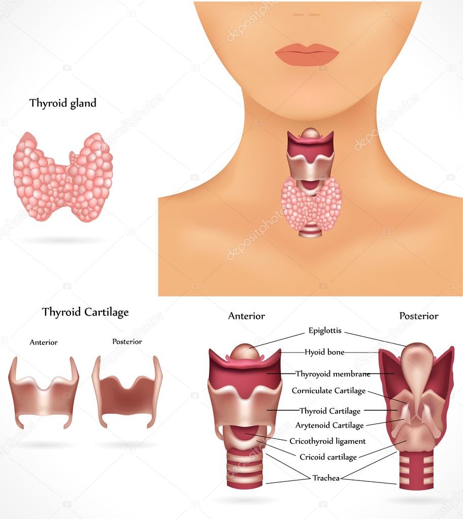 Thyroid gland, epiglottis, trachea. Detailed anatomy.
