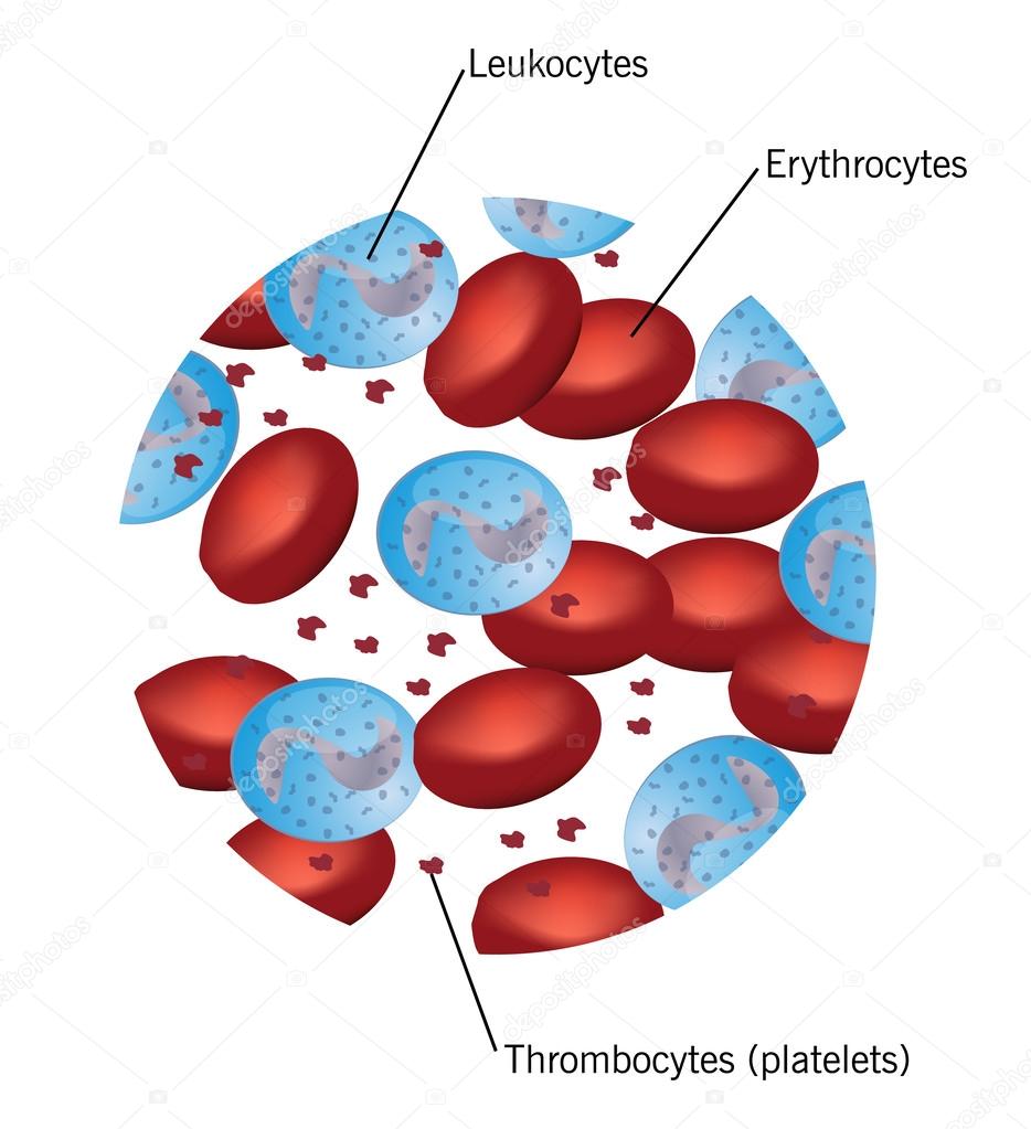 Blood cells: red cells, platelets and leukocytes