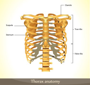 Thorax anatomy. clipart