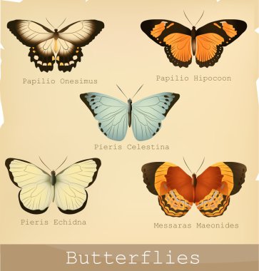 güzel kelebek koleksiyonu.