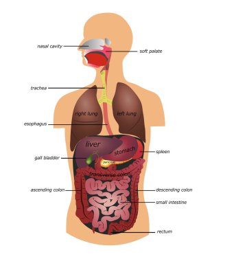 gastrointestinal sistem
