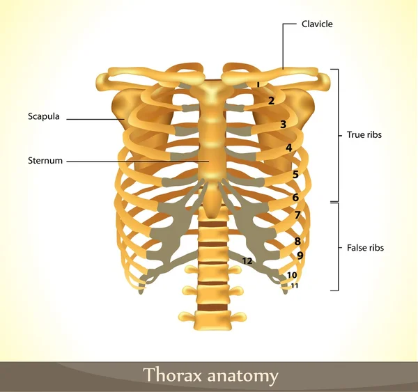 Thorax anatomy. — Stock Vector