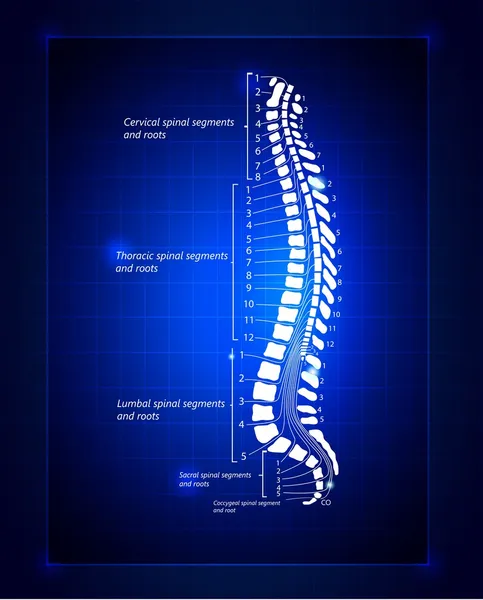 Spine illustration. — Stock Vector