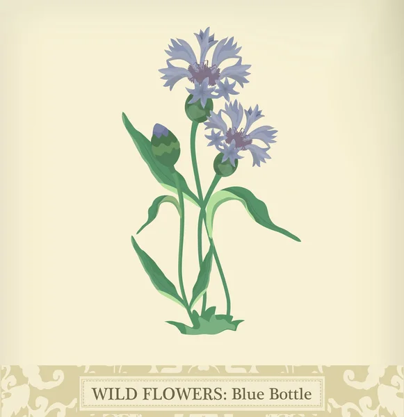 Botella azul (Cornflower ) — Vector de stock