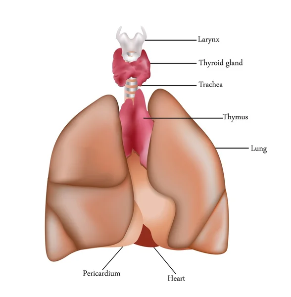 Lungs, Thymus, larynx, thyroid gland and pericardium — Stock Vector