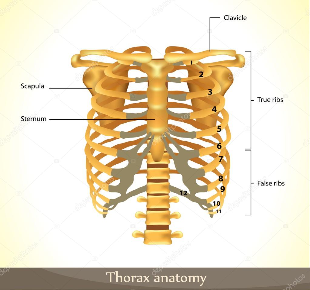 Thorax anatomy.