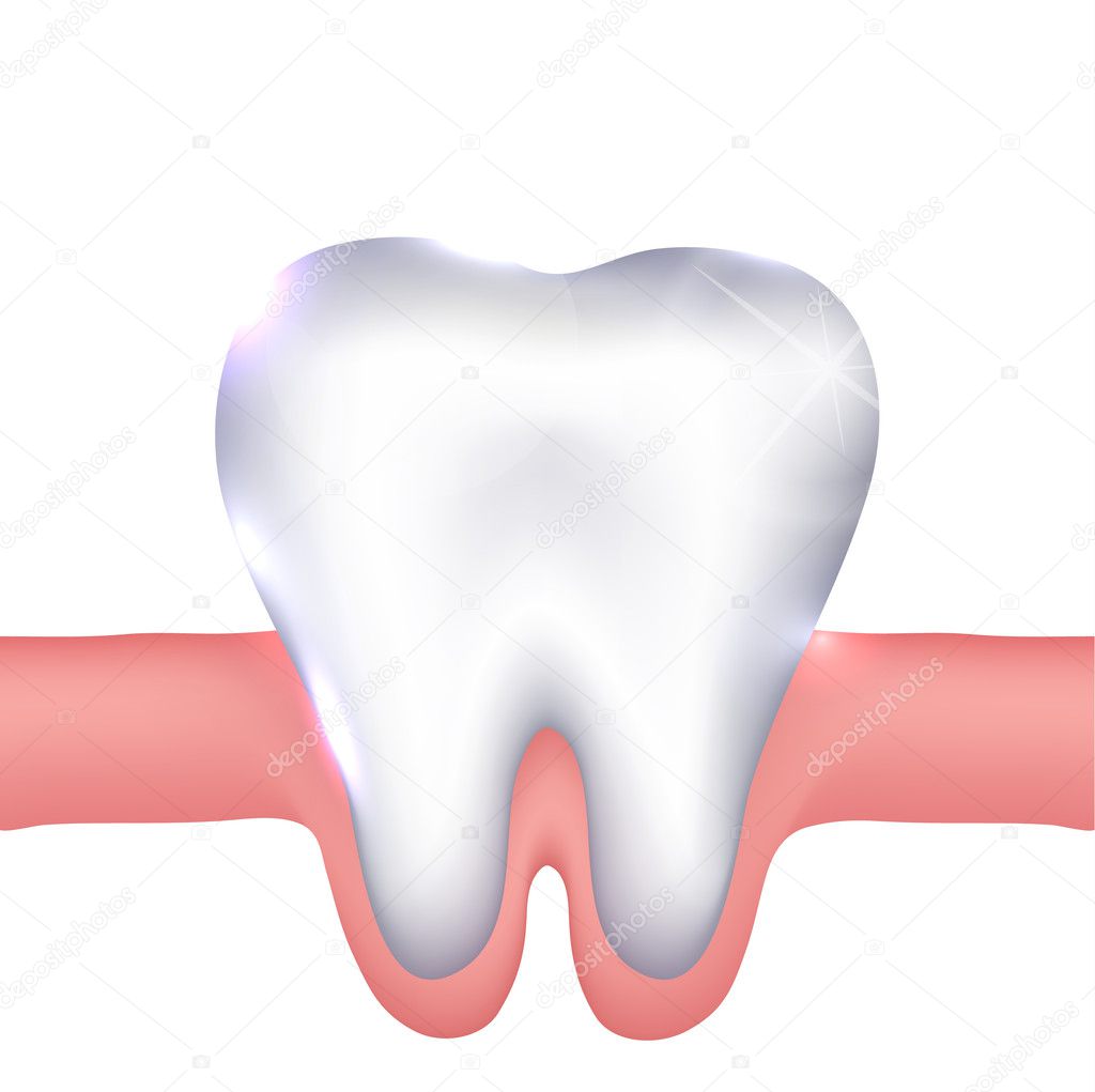 Healthy white tooth and gums illustration.