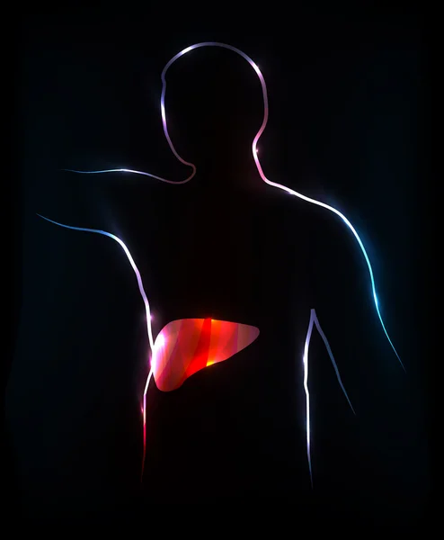 肝臓のカラフルで明るいデザインの人体解剖学. — ストックベクタ