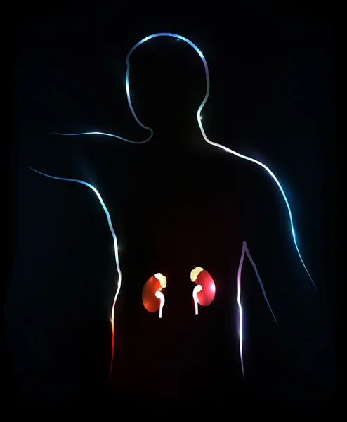 Νεφρά. αφηρημένη ιατρική απεικόνιση — Διανυσματικό Αρχείο